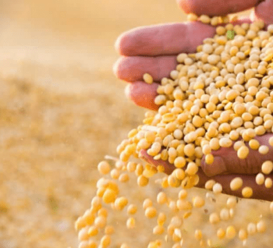 Armazenagem de grãos